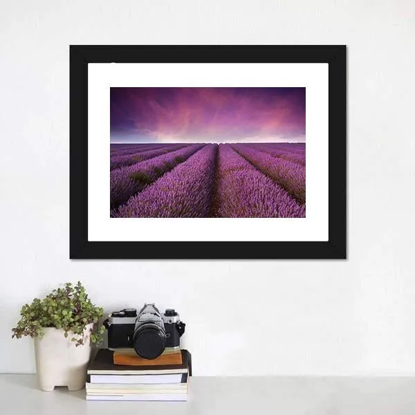 Lavender Field At Sunset Canvas Wall Art