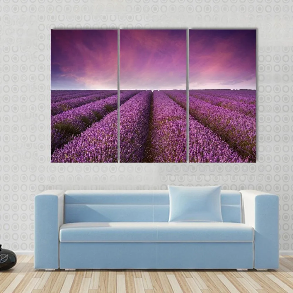 Lavender Field At Sunset Canvas Wall Art