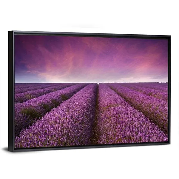 Lavender Field At Sunset Canvas Wall Art