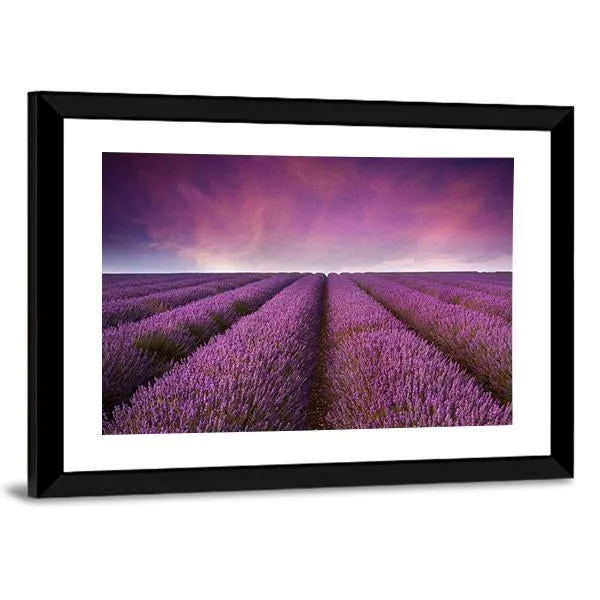 Lavender Field At Sunset Canvas Wall Art